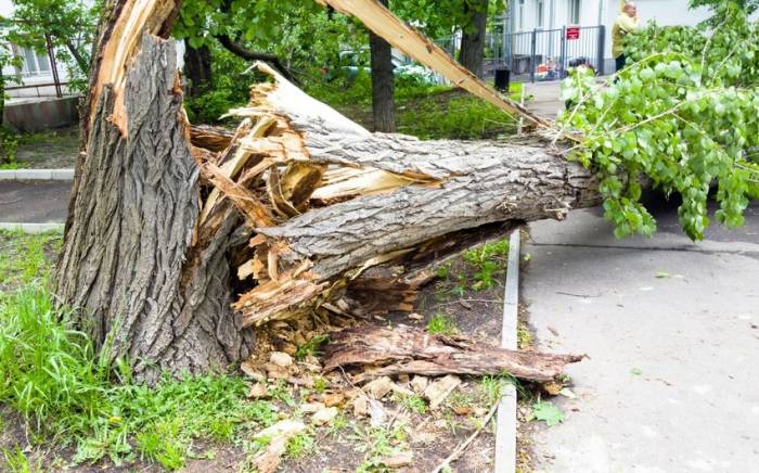 В Саатлы местный житель получил перелом позвоночника в результате падения дерева
