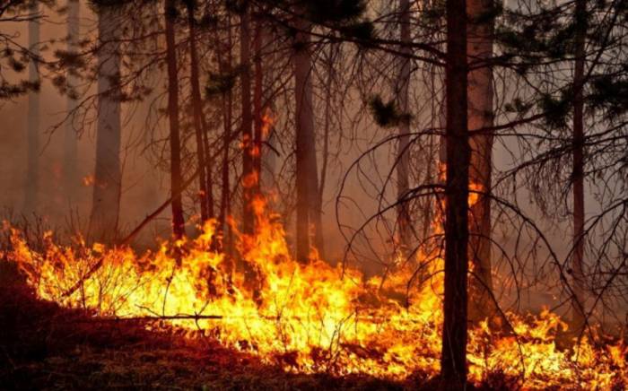 Пожар в горно-лесистой местности Лерика потушен -ОБНОВЛЕНО


