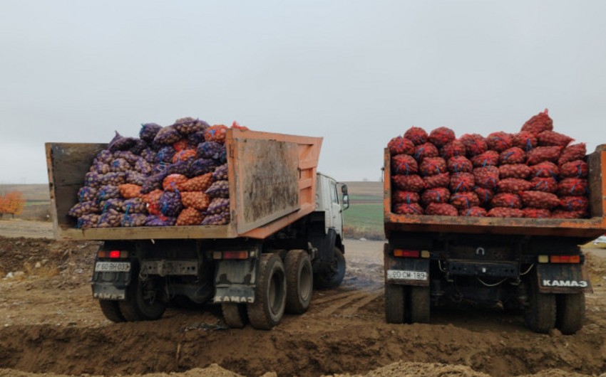 В Азербайджане уничтожат более 41 тонны картофеля из Беларуси