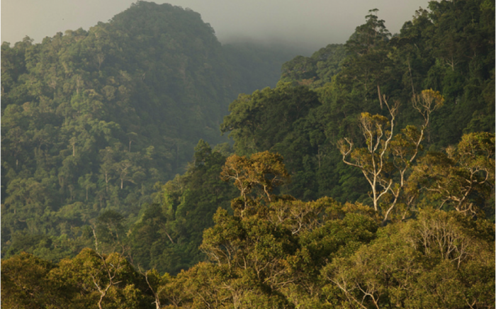 Норвегия выделит Индонезии 100 млн долларов на спасение тропических лесов
