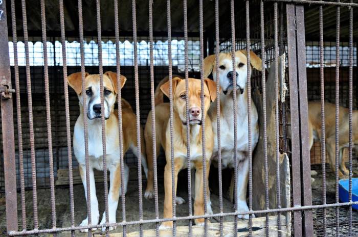 В Южной Корее законодательно запретили есть собак
