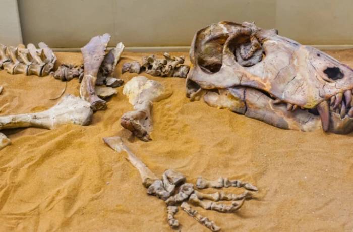 В Китае обнаружили останки динозавра возрастом до 90 млн лет
