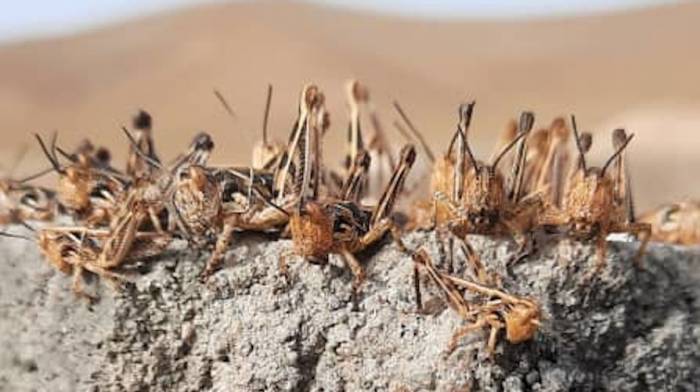 В Казахстане прогнозируют 11-летний пик распространения саранчи
