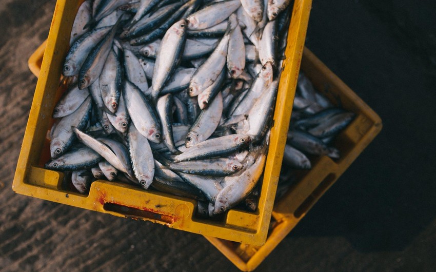 Астраханские компании начали первые поставки рыбной продукции в Азербайджан