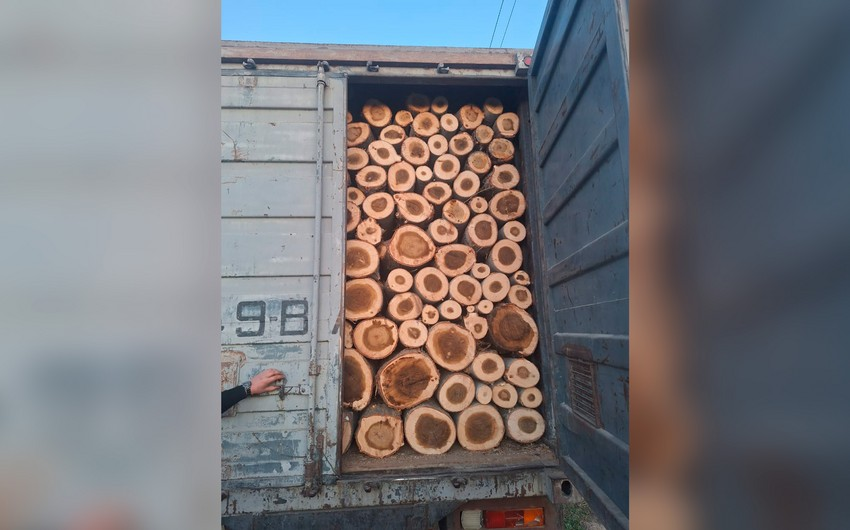 В Имишли мужчина привлечен к ответственности за незаконную вырубку деревьев