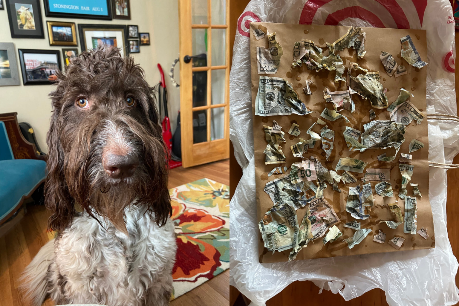 В США собака съела $4 000, хозяева собирали купюры из экскрементов