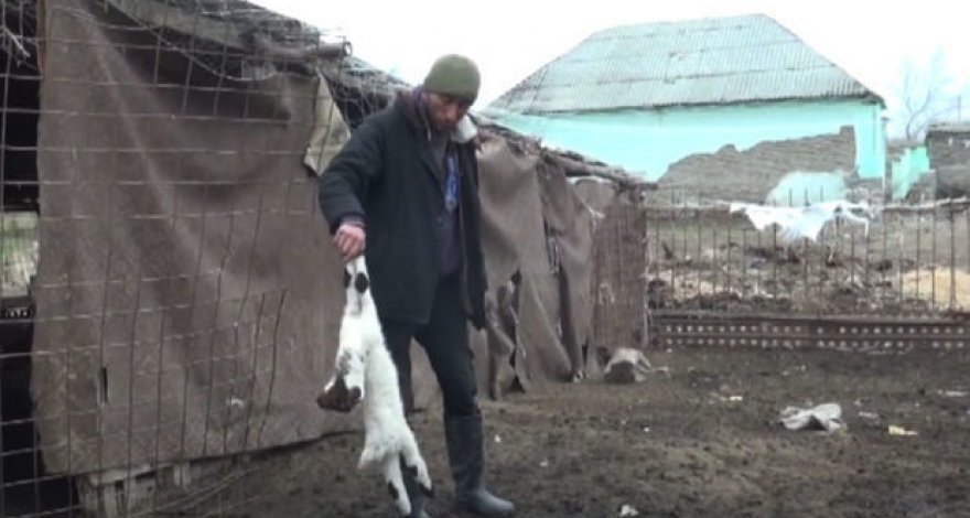 В Нефтчалинском районе массово гибнут домашние животные