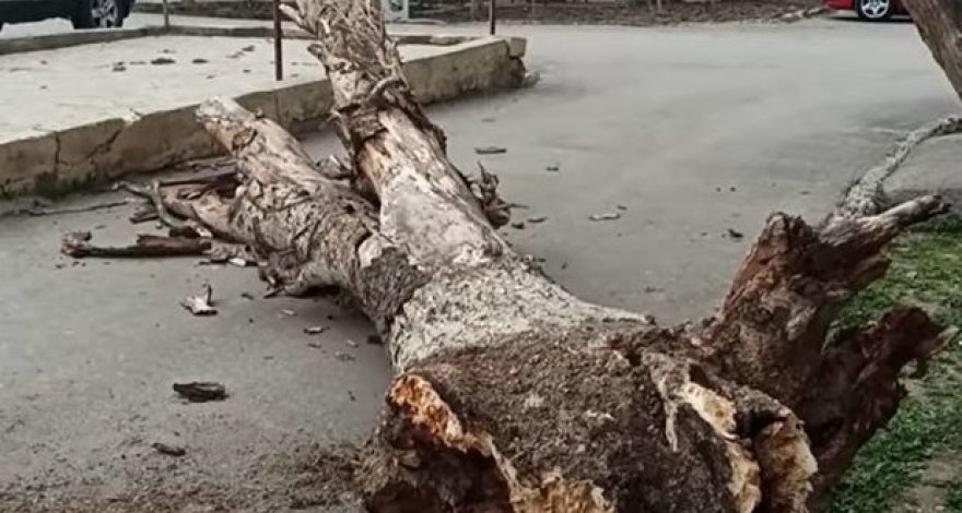 В Сумгайыте упало дерево, заблокирован вход во двор здания - ВИДЕО