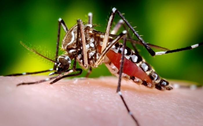 В Сан-Паулу объявили режим ЧС из-за вспышки лихорадки денге
