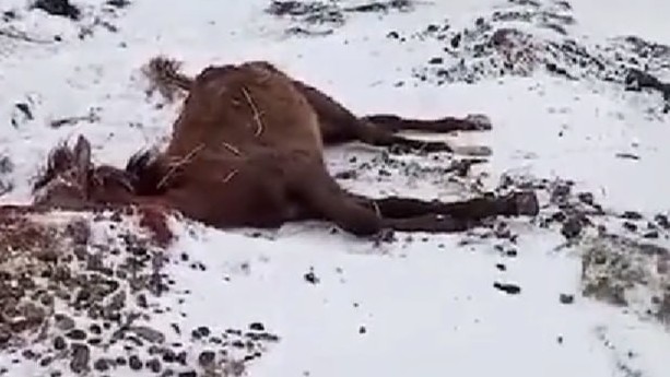 Названа причина массовой гибели лошадей на юге Казахстана
