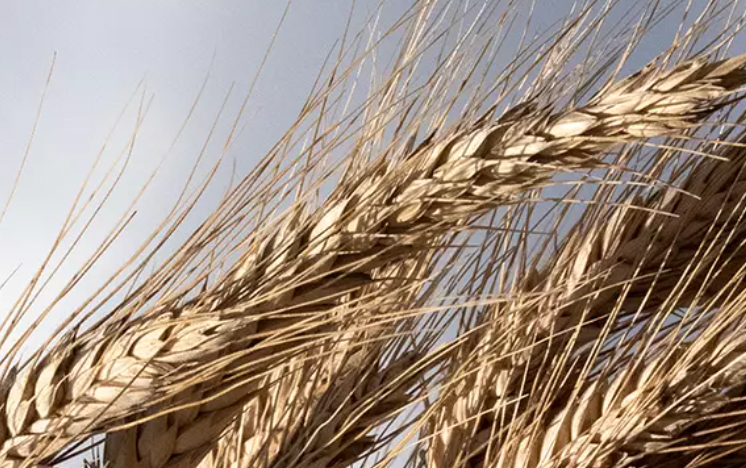 Азербайджан увеличил импорт российской пшеницы
