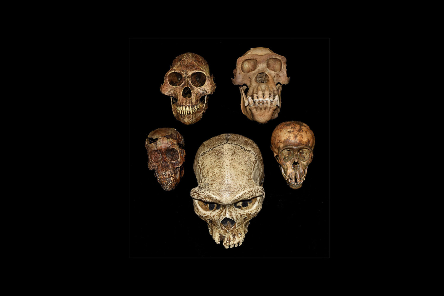 В Испании обнаружили 7 тыс. древних костей в подземной гробнице