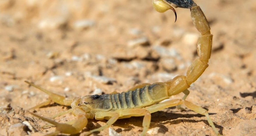Жительницу Товузского района ужалил скорпион