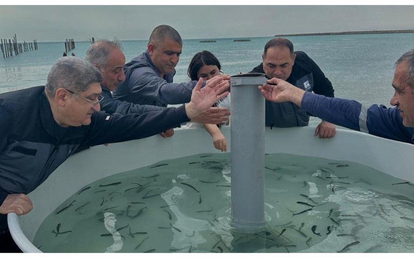 В Каспийское море выпущены мальки лосося