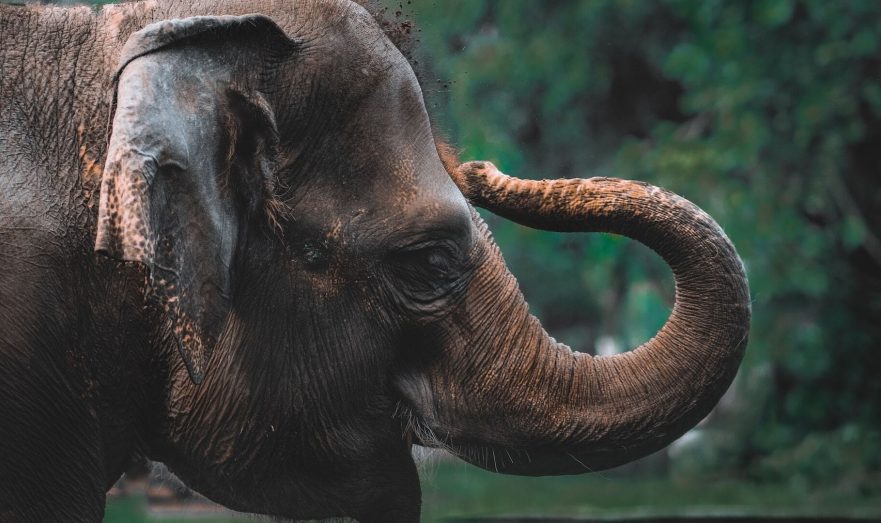 Президент Ботсваны Масиси пригрозил отправить в ФРГ 20 тысяч слонов