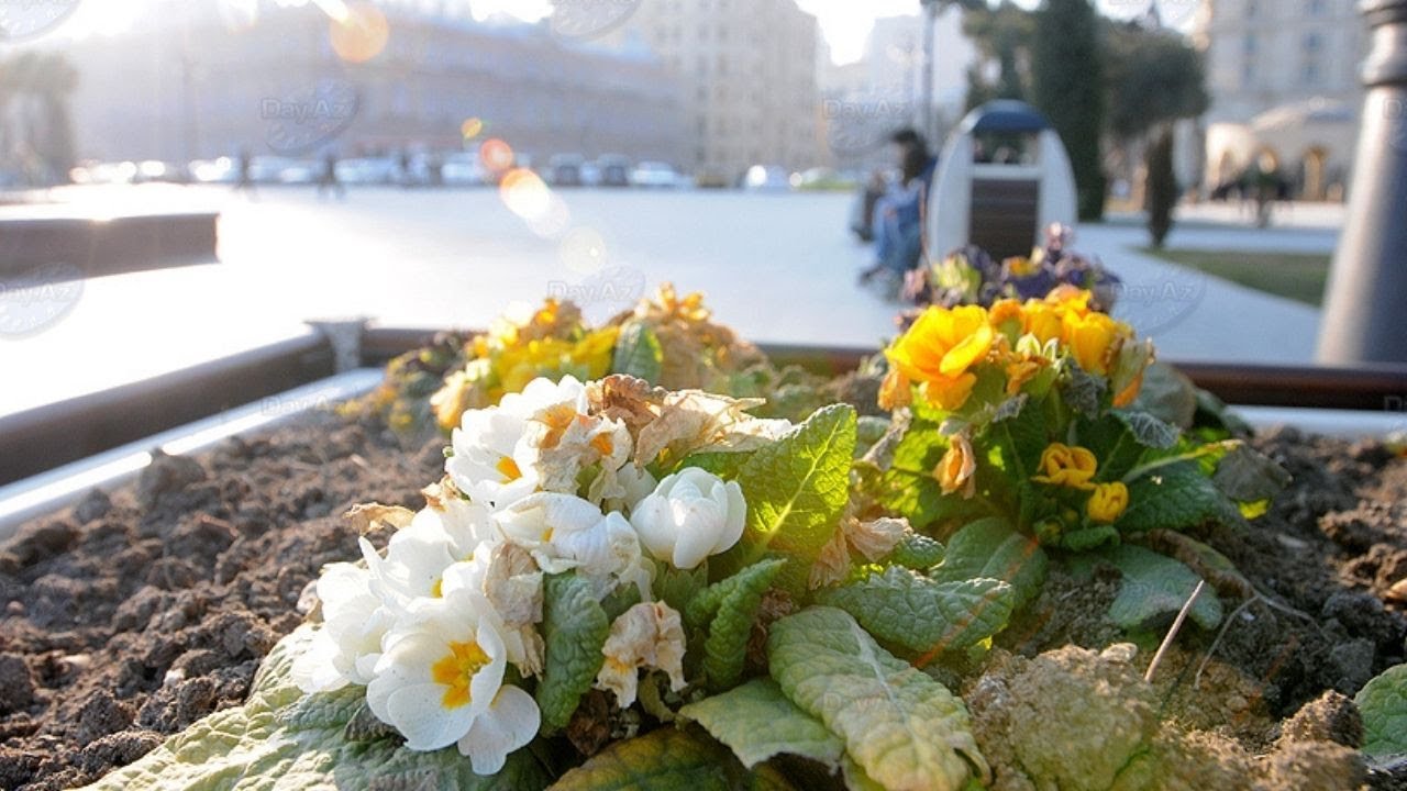 В Баку ожидается 32 градуса тепла