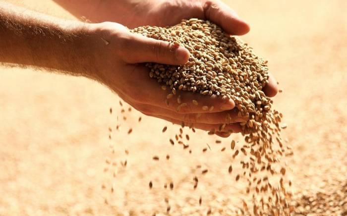 Евросоюз утвердил запретительные пошлины на российское зерно
