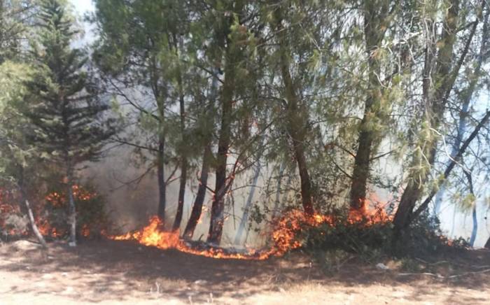 В тушении лесного пожара в Адане задействованы самолет и вертолет
