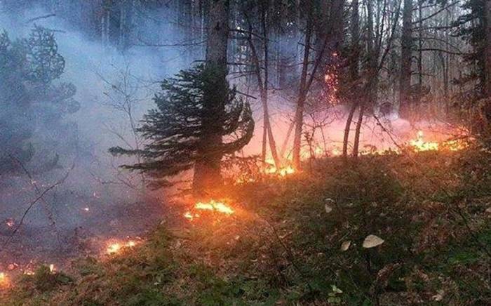 В четырех провинциях Ирана горят леса
