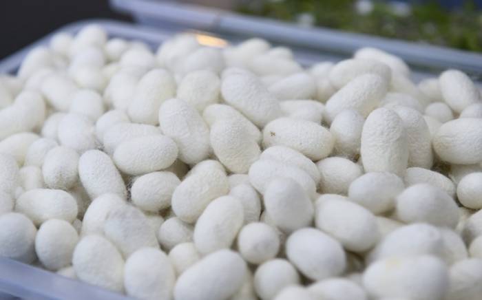 В Геранбое в текущем году ожидается производство 4,4 тонны кокона шелкопряда
