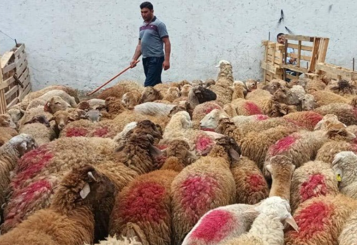 В Азербайджане названо количество мест продажи и убоя животных в дни Гурбан-байрам