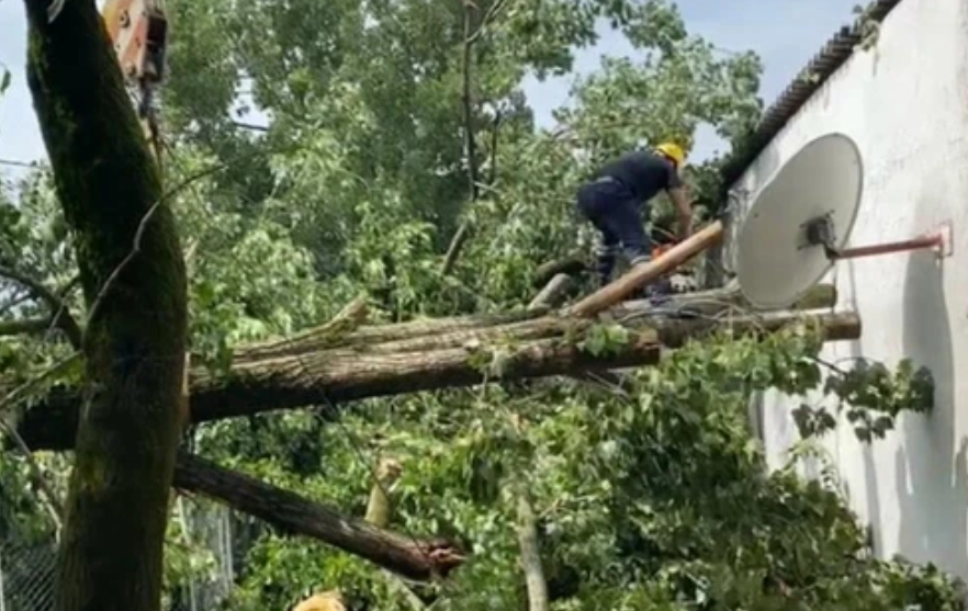 В Габалинском районе крупноствольное дерево упало на жилой дом