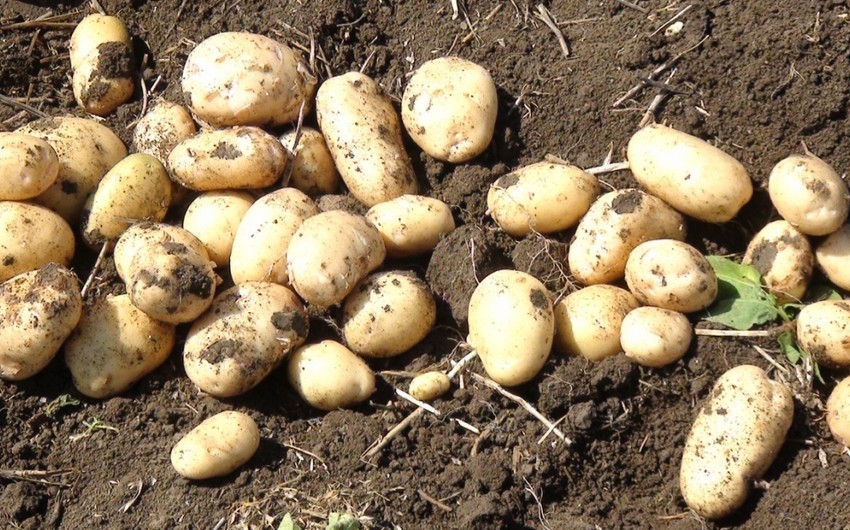 Джалилабадские фермеры экспортировали в этом году свыше 30 тыс. тонн картофеля