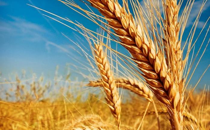 Казахстан продлил запрет на ввоз пшеницы до конца года
