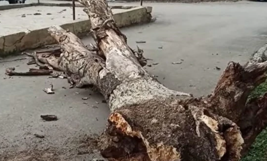 На сотрудника автомойки в Мингячевире упало дерево