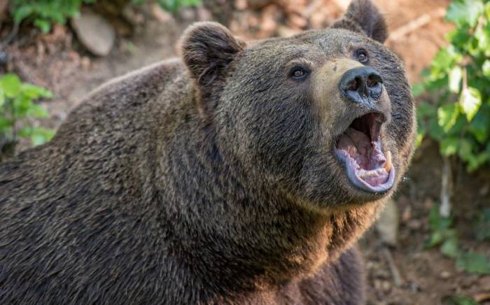 В Нахчыване медведь напал на отца и сына
