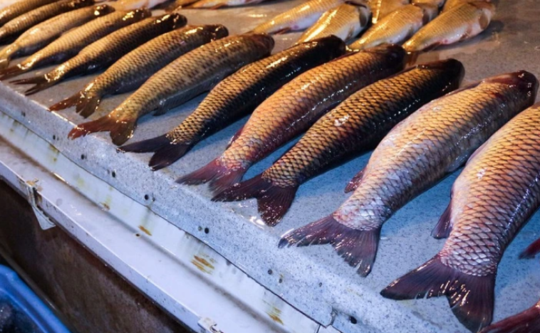 В Азербайджане появятся специализированные рынки по продаже рыбной продукции