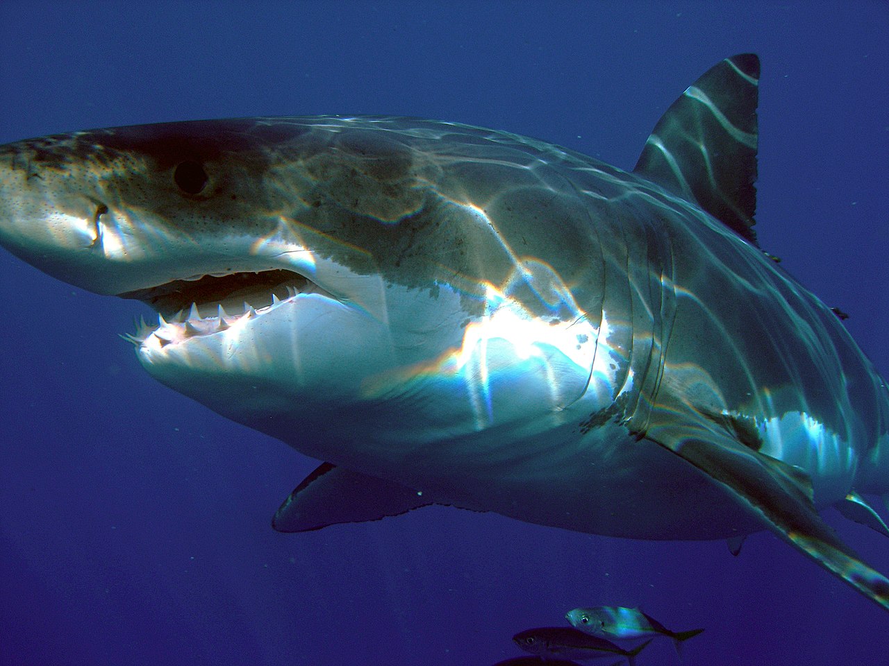 Учёные OCEARCH нашли самую большую белую акулу на юге Атлантики и дали ей имя