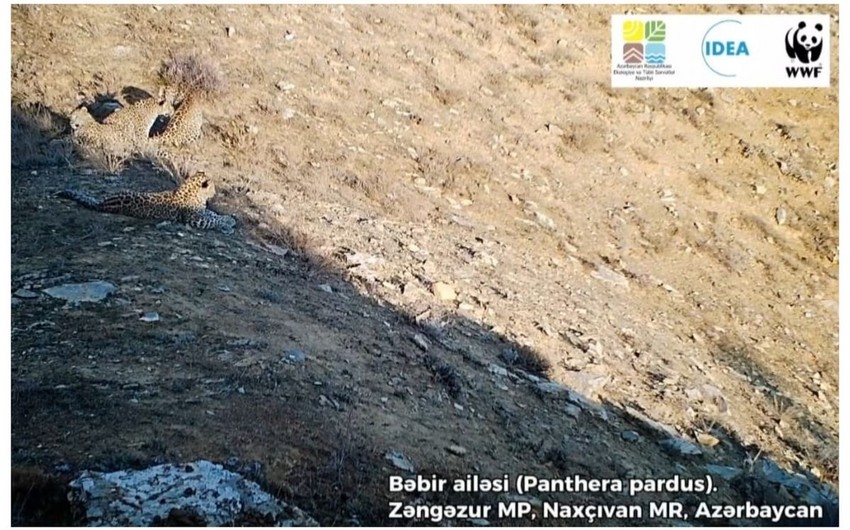 В Зангезурском национальном парке замечено 5 леопардов