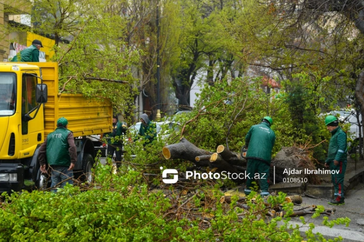 Эльдар Эзизов: Падение деревьев в городе неизбежно из-за климатических условий