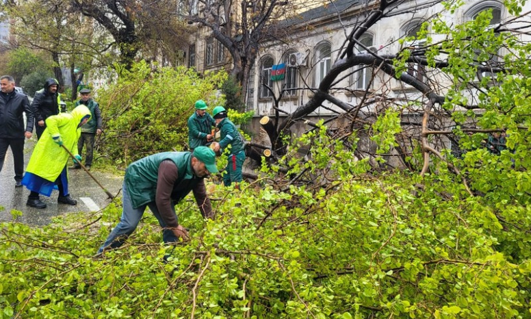 В Баку сильный ветер повалил 55 деревьев