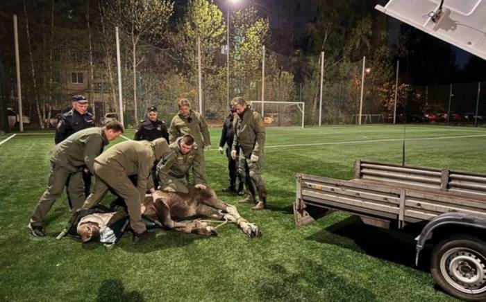 В Санкт-Петербурге поймали лося на футбольном поле
