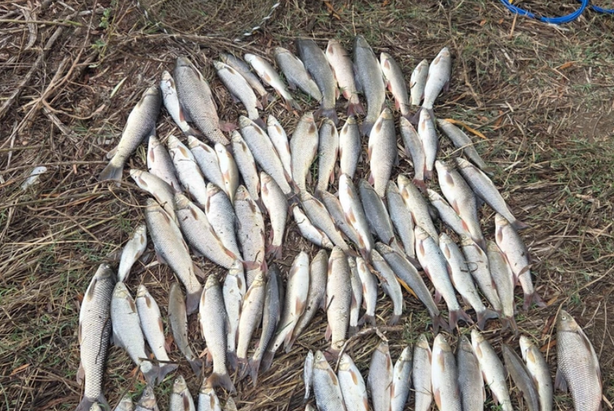 В Мингячевирском водохранилище и на реке Куре выявлен незаконный лов рыбы