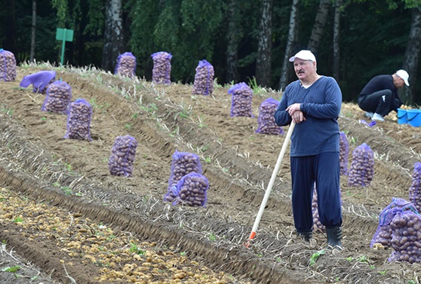 Лукашенко копал в выходные картошку - ФОТО