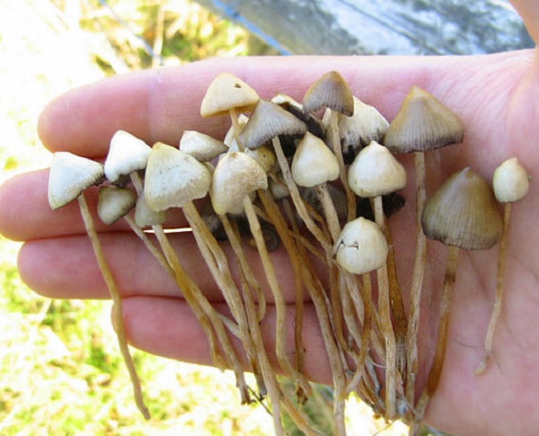Найдено неожиданное свойство галлюциногенных грибов