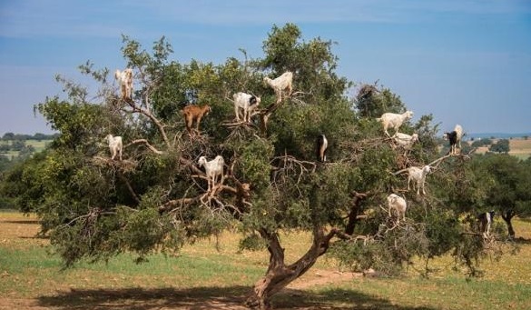 Чудеса в Марокко: козы, пасущиеся на деревьях