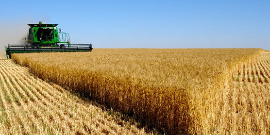 Туркменистан наметил планы по сбору пшеницы