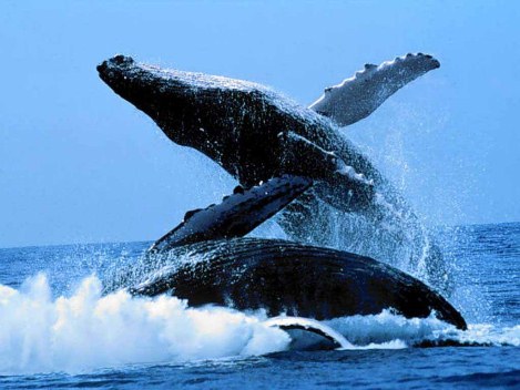 Сегодня всемирный день защиты морских млекопитающих
