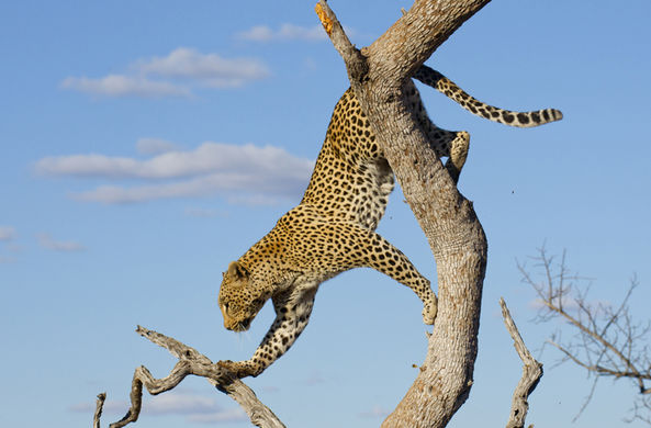Почему леопарды предпочитают есть на дереве?