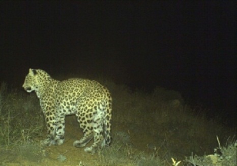 В Азербайджане родилось 5 детенышей леопарда