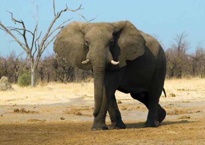 Самое бодрствующее животное - африканский слон 