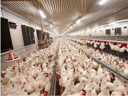 Китай запретил импорт птицы из США из-за птичьего гриппа