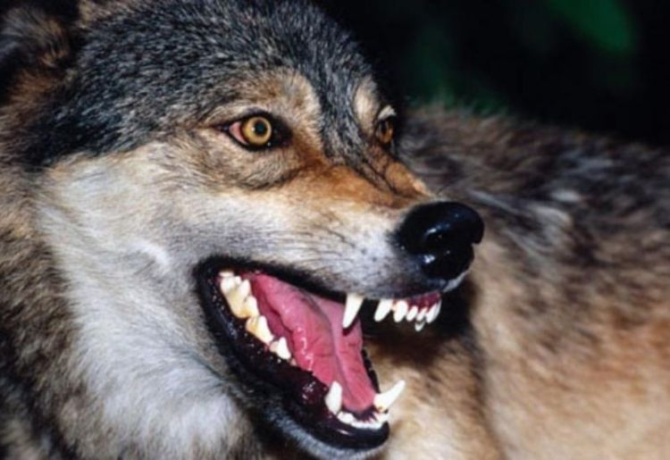 В Геранбойском районе свирепствуют волки
