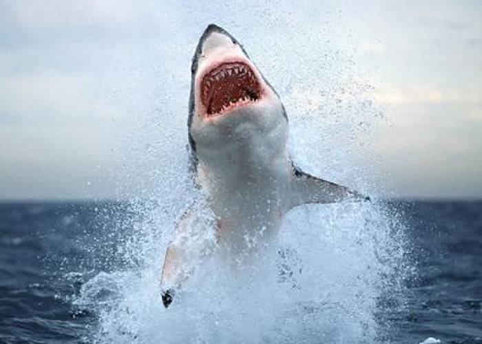 Американец снял на видео нападение на него акулы
 (ВИДЕО)