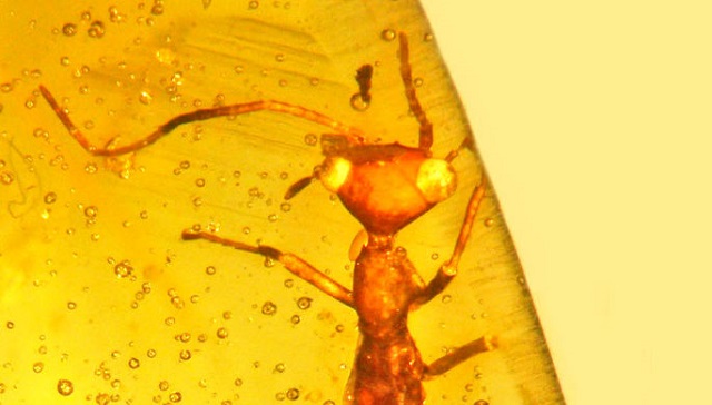 Археологи нашли в янтаре уникальное насекомое 