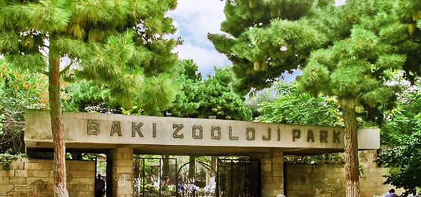 В Бакинском зоопарке появился карликовый олень
